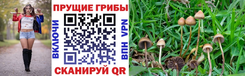 Псилоцибиновые грибы прущие грибы  Ярославль 